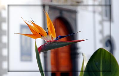 Blooming-Church