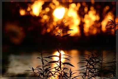 Rhinefire